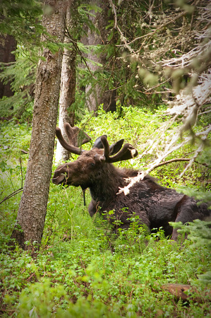 Bull Moose just off the trail