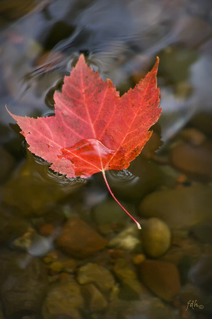 Autumn Leaf on Kaubashine