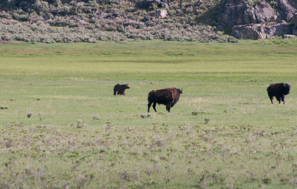 Grizzly Bear chasing bison